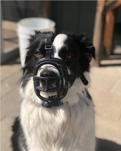 Border collie wearing muzzle 